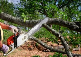 Trusted Monte Sereno, CA  Tree Services Experts